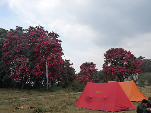 Varsey Rhododendron Hike & Tour